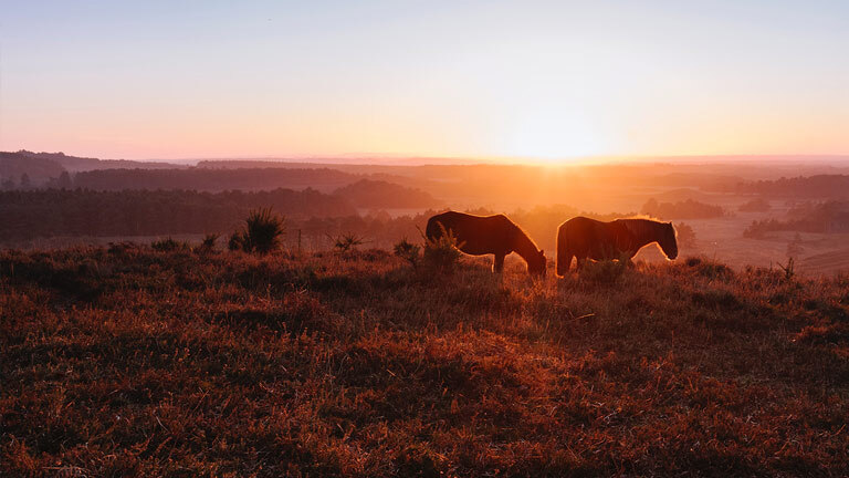 New Forest